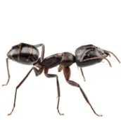 ant control kawartha