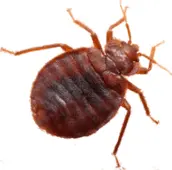 bed bug control kawartha 1