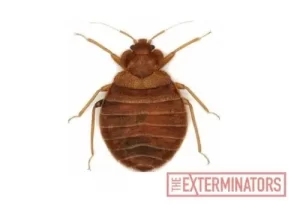 bed bug exterminator kawartha