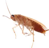cockroach control kawartha