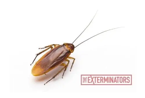 cockroach exterminator kawartha