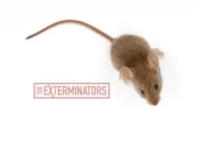 mice exterminator kawartha