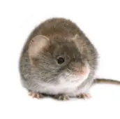 mouse controlkawartha