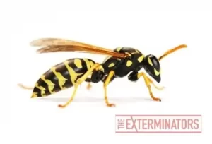 wasp removal kawartha