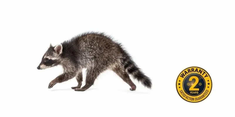 raccoon removal kawartha