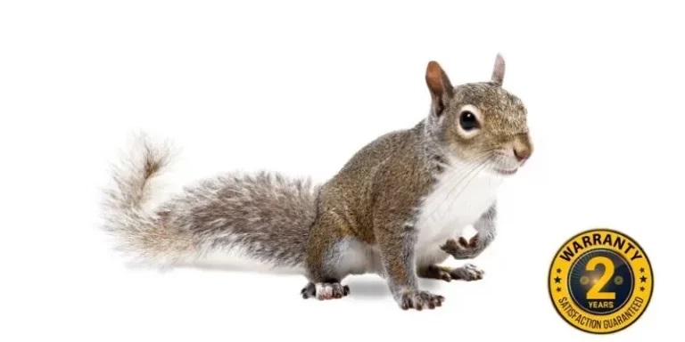 squirrel removal kawartha 768x384