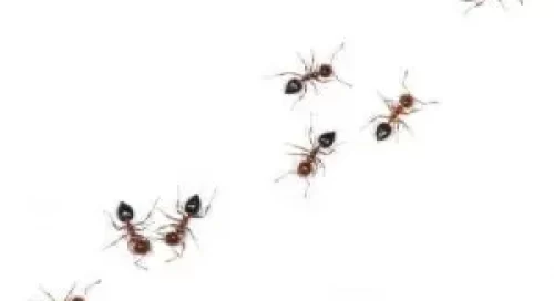 bed bug control kawartha bed bug control kawartha